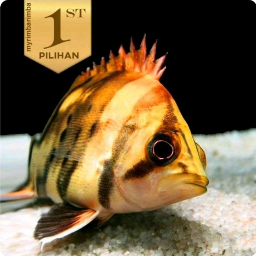 Baby Datnoid Tiger Fish Ikan Hias Datz Hiasan Aquarium Aquascape