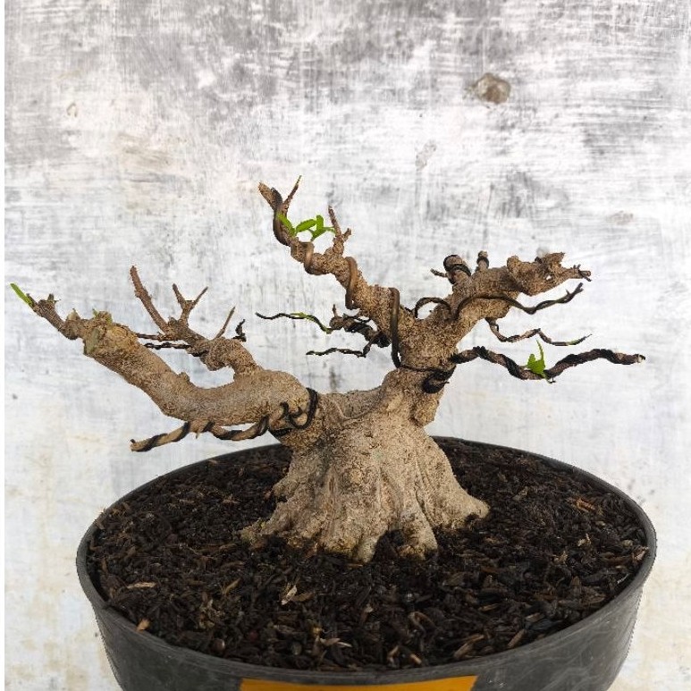 bonsai anting putri prospek