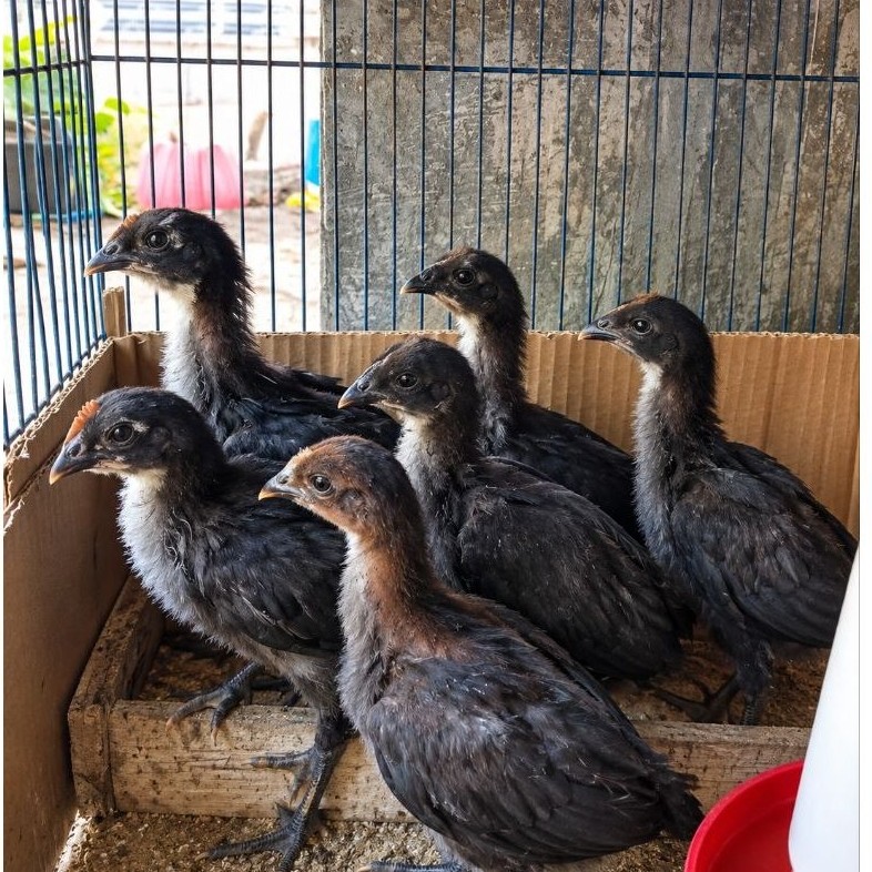 anak ayam pelung asli, jumbo