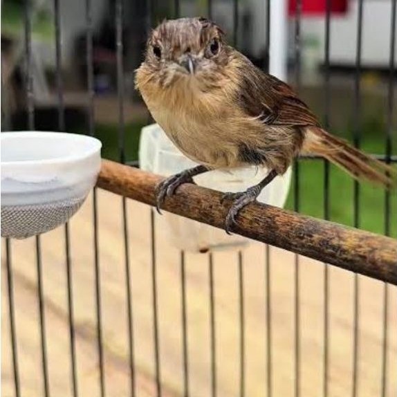 burung Flamboyan Pur total sehat gemuk