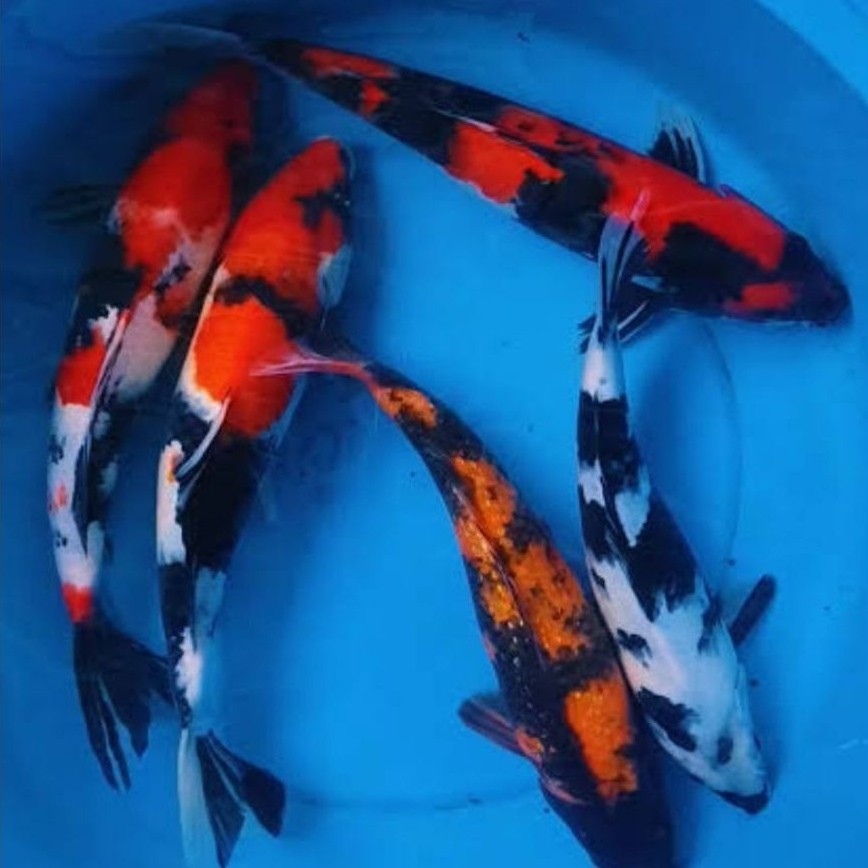 Showa shiro Koi super