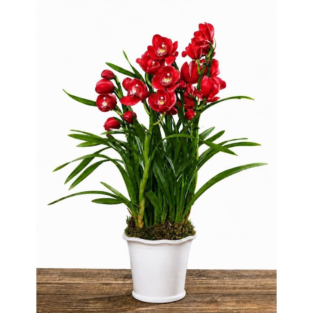 Promoo tanaman hias cymbidium - anggrek cymbidium merah galaxi