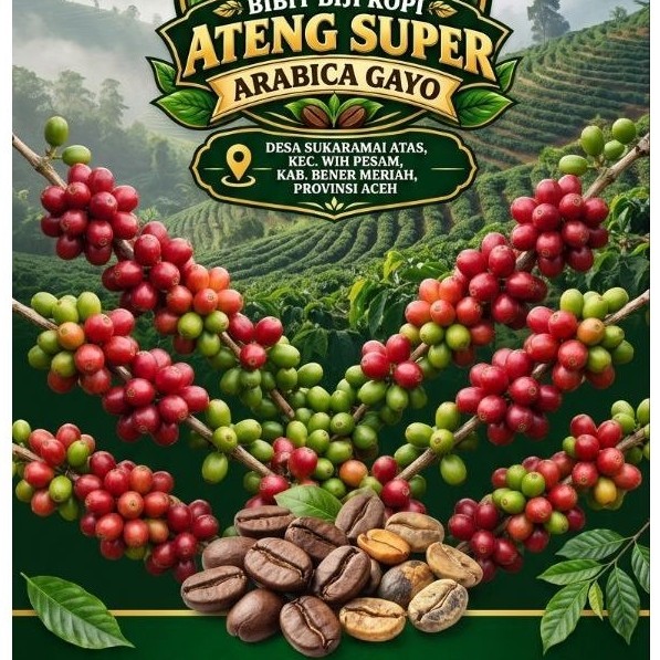 Benih kopi Ateng super arabica gayo