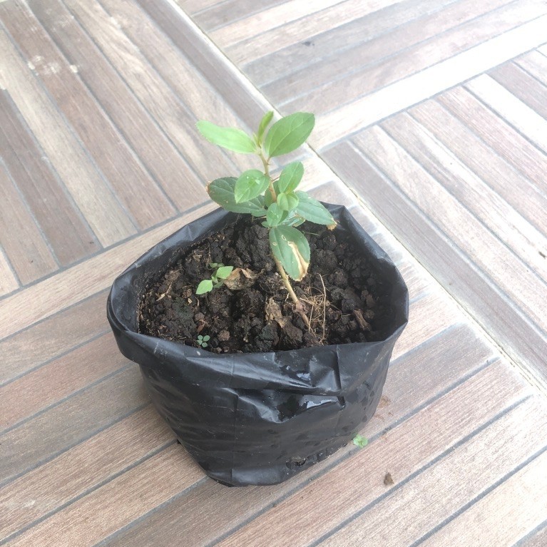 Pohon Bidara Tanaman Bidara