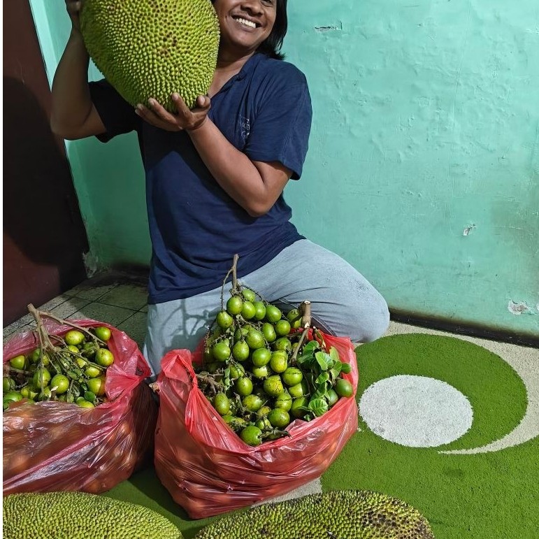 Buah Matoa Jumbo Kuning Thailand