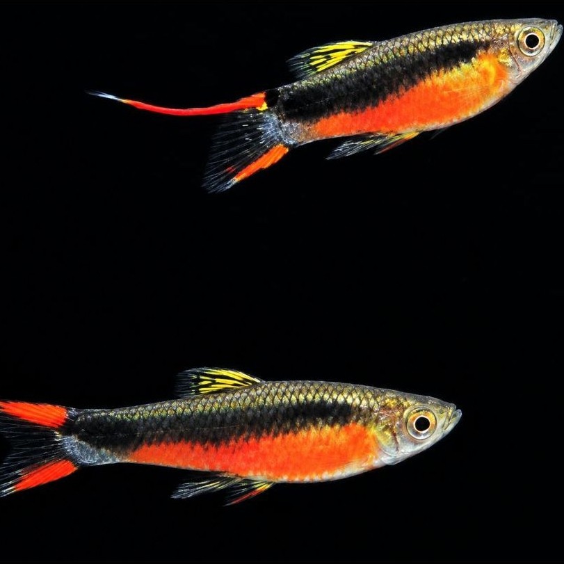 guppy santa maria endler