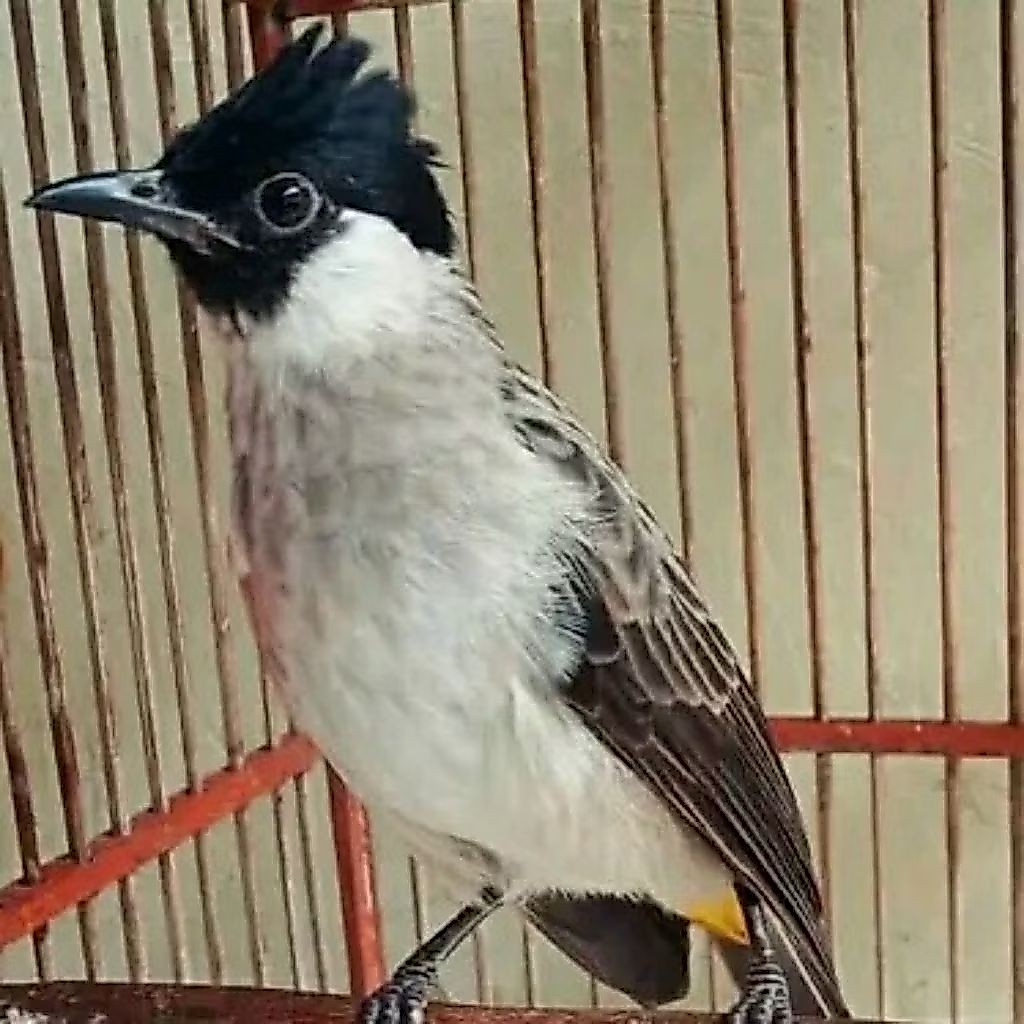 Burung Kutilang Gacor