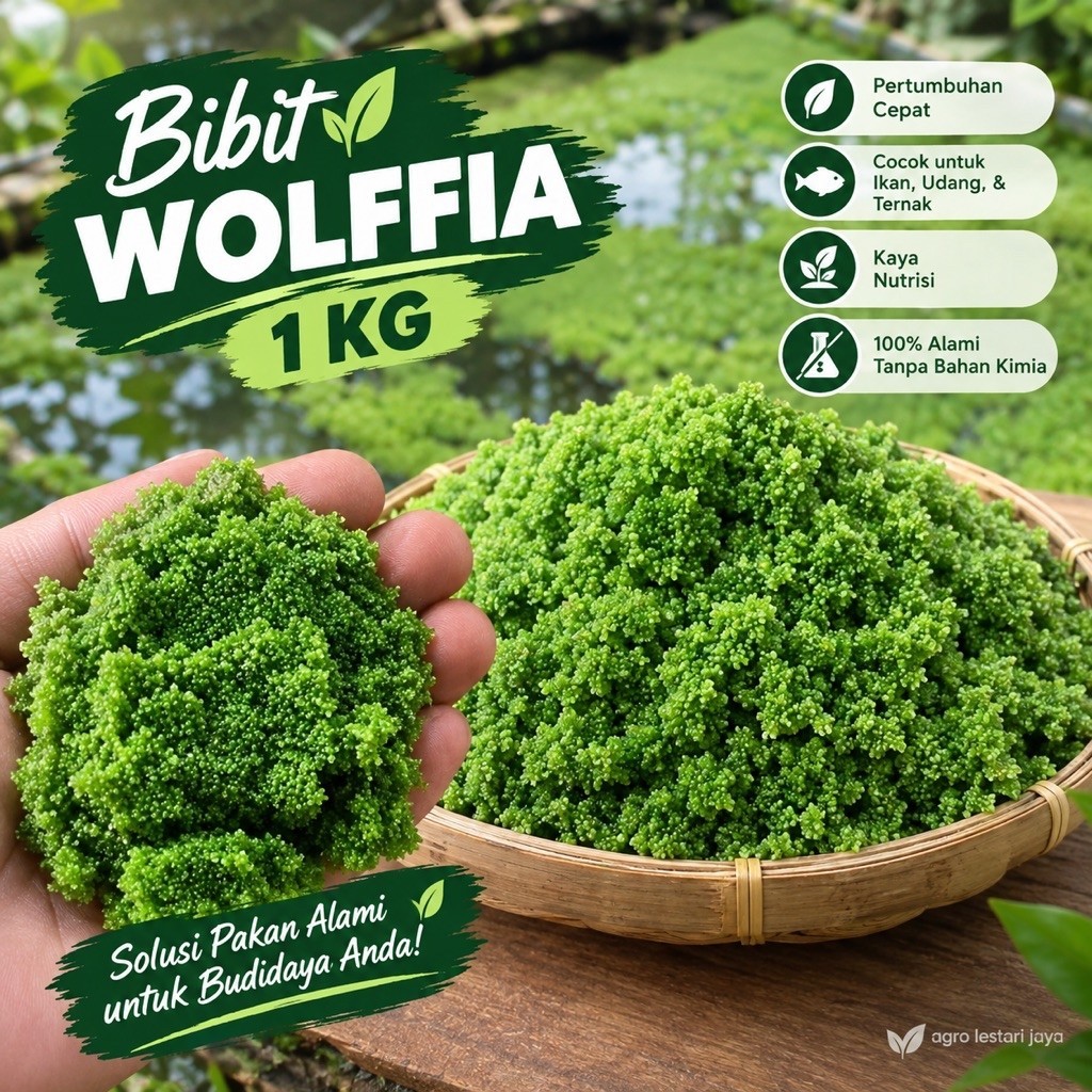 Bibit Wolffia Arrihza 1kg Premium Untuk Budidaya Dan Pakan