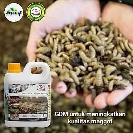 Suplemen Organik GDM untuk budidaya MAGGOT