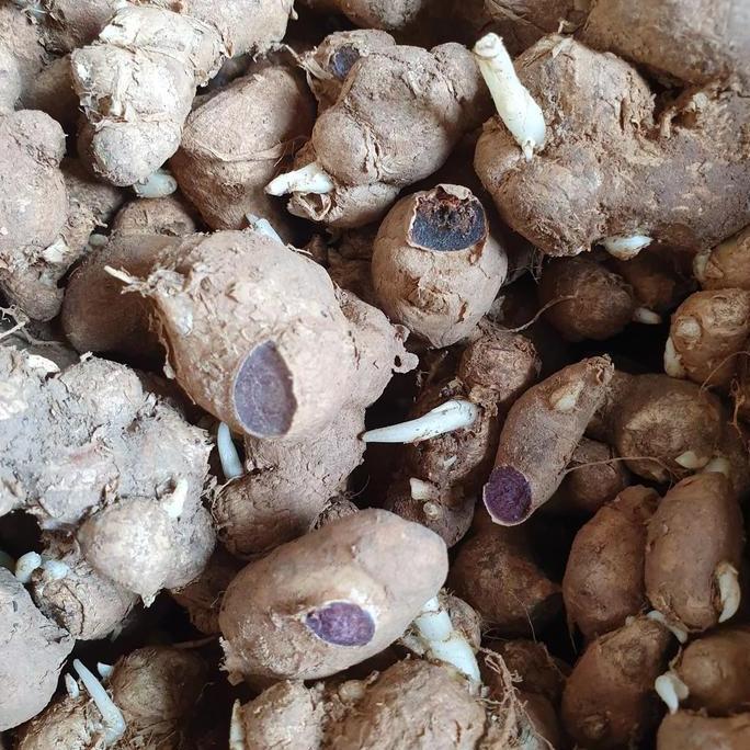 Farma- Rimpang Kunyit Hitam