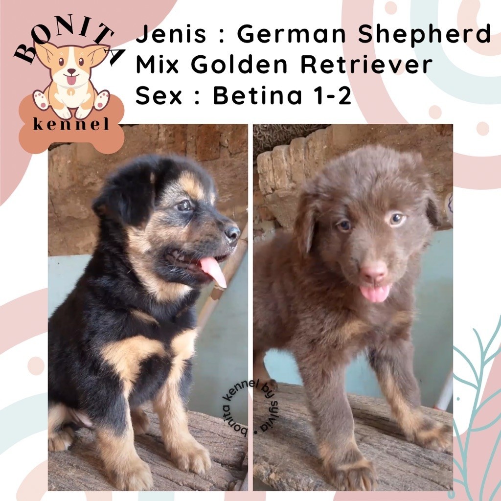 German Sherperd Mix Golden Retriever Anak Anjing Herder Golden Jantan Betina