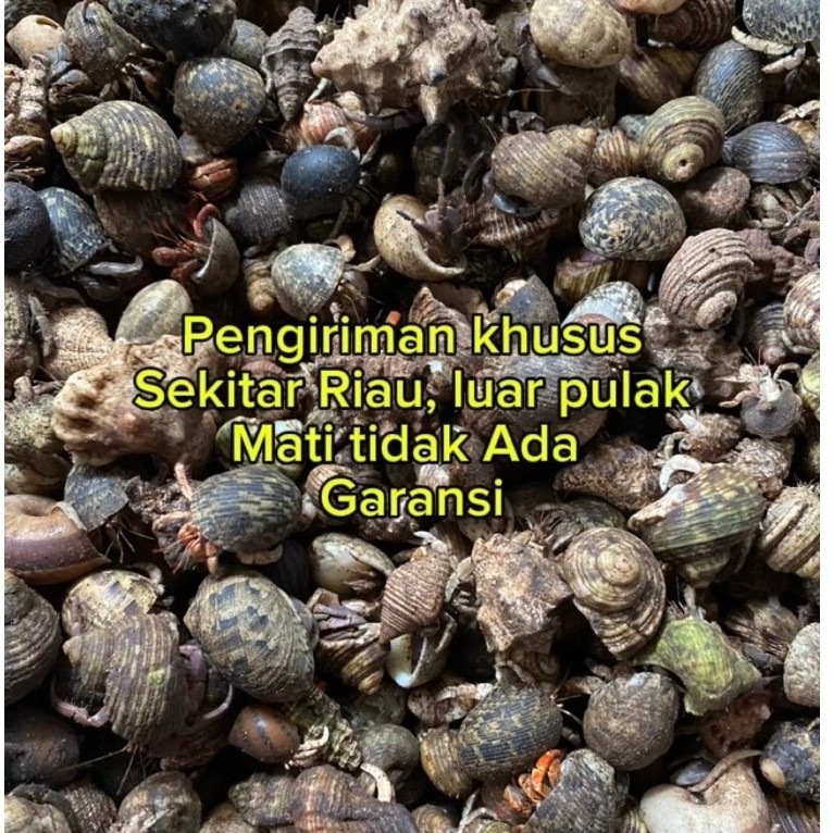 klomang/warna warni