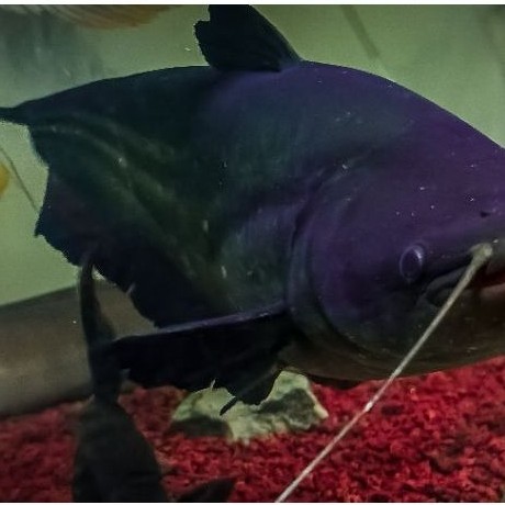 TAPAH KALIMANTAN IKAN LANGKA JUMBO