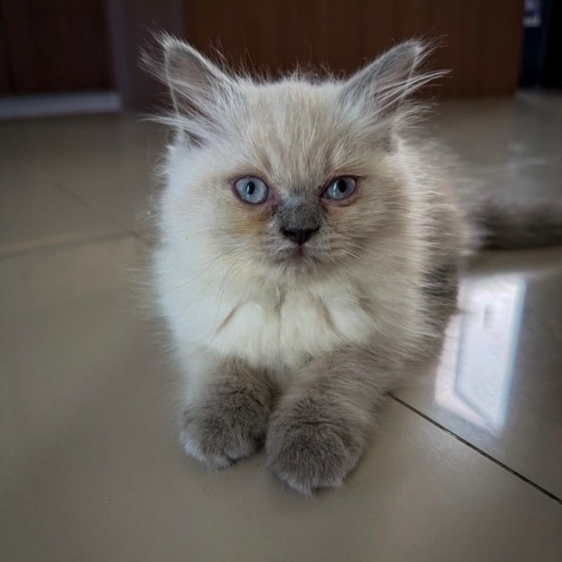 KUCING KITTEN RAGDOLL blue van