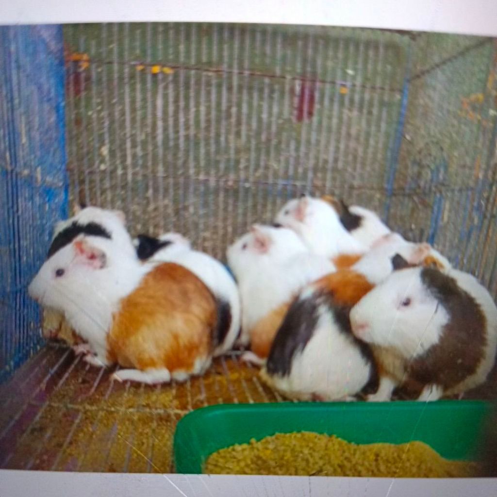 Marmut lucu