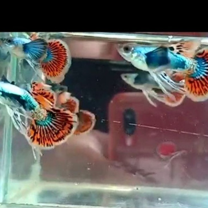 Guppy PRMBE Ribbon Platinum red mozaik big ear sepasang siap kawin