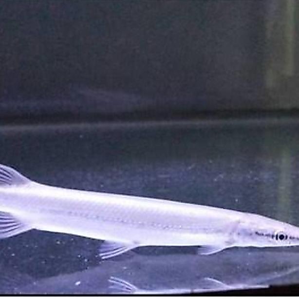 Aligator Platinum Snow White 15 Cm Terbaru 