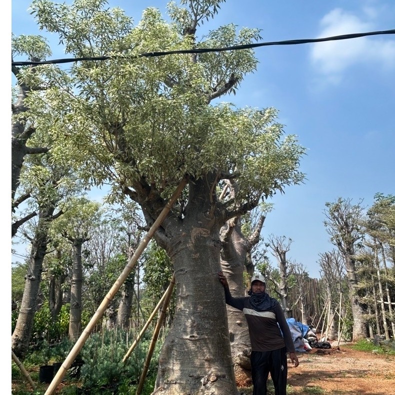 bibit pohon baobab varigata jenis ZA