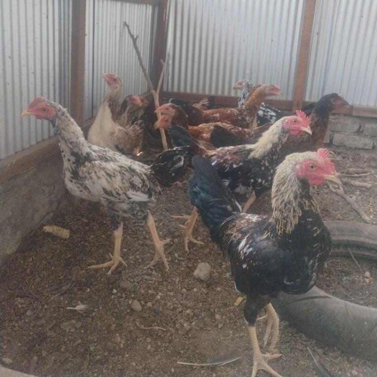 ayam KUB 2 Janaka umur 4 bulan jantan betina siap calon indukan