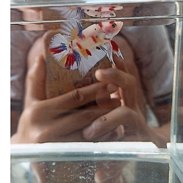 Betta Giant multicolor cupang mewah Giant siap di pandang