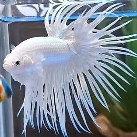 Ikan Cupang Crowtail Serit White Platinum Jantan Asesoris Hiasan Akuarium