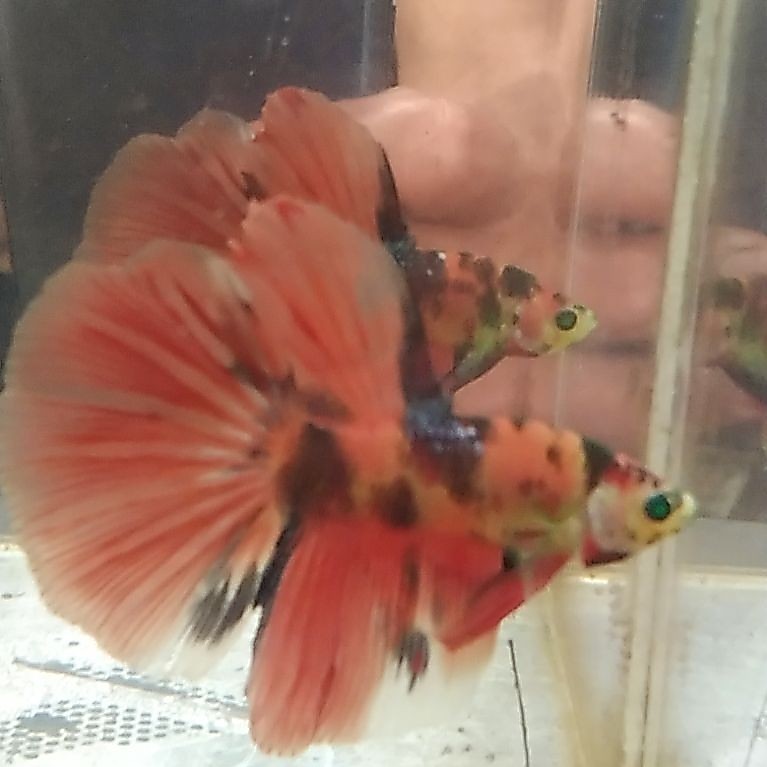ikan cupang hias aquarium HM NEON MULTI Size M
