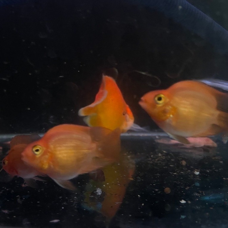 Hiasan Aquarium Ikan Red parrot / Red Perot