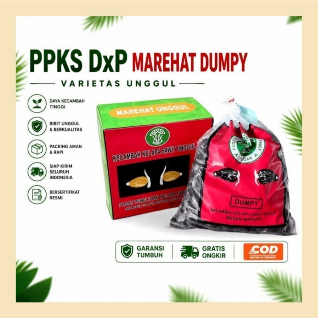 Benih Bibit kecambah sawit PPKS DxP Marehat Dumpy Varietas Unggul