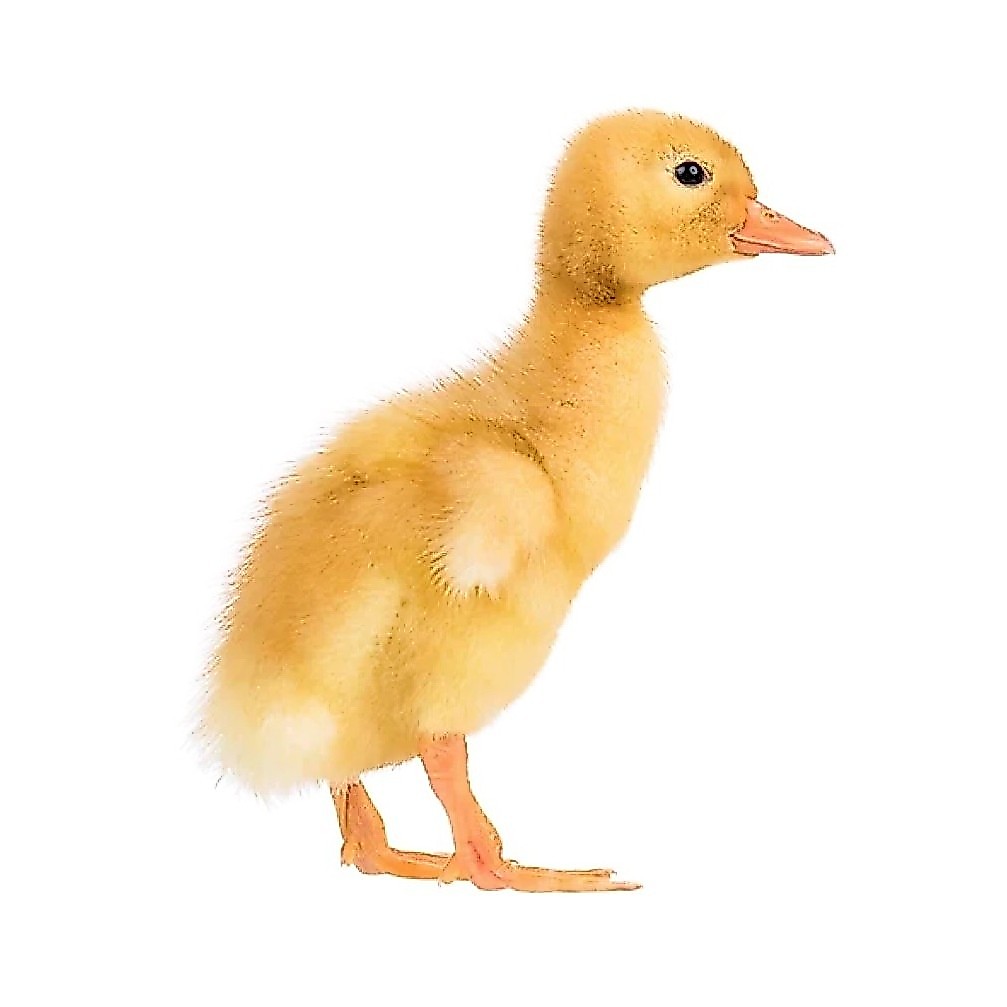 DOD bebek lokal, petelur, peking, entok