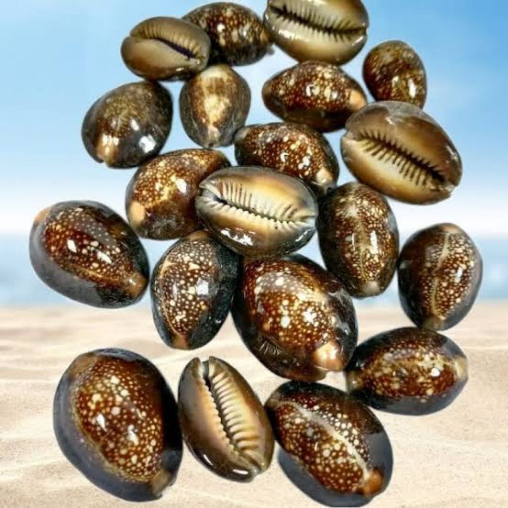 100gram kerang kuwuk hitam / kewuk berkualitas