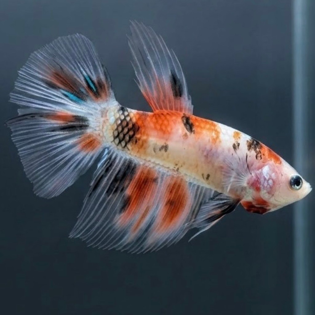 (REAL PIC) GIANT HM BO 4 MULTI NEMO STOK TERBATAS CUPANG JANTA
