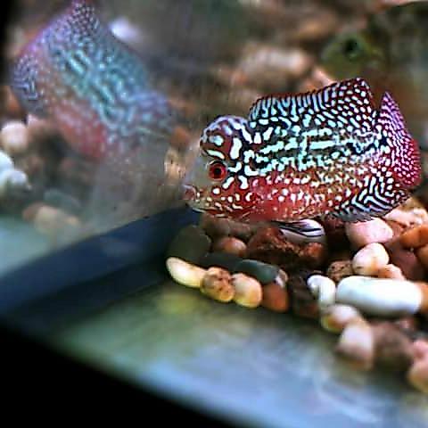 Ikan Louhan Kamfa F2 Black Red Ori Thailand Burayak Terbaru 