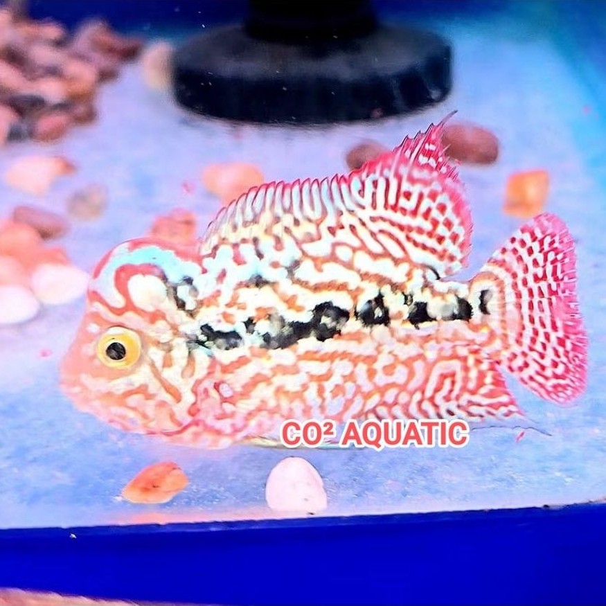 Burayak Louhan kamfa f2 Thailand VIP 2-4cm by Thanit