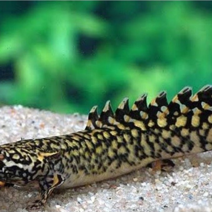 Palmas Orna (Polypterus ornatipinnis)