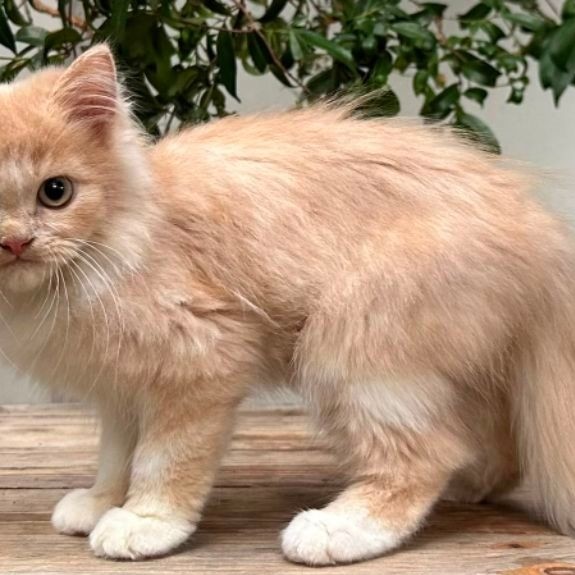 KUCING PERSIAN JANTAN 3 BULAN OREN PUTIH LUCU