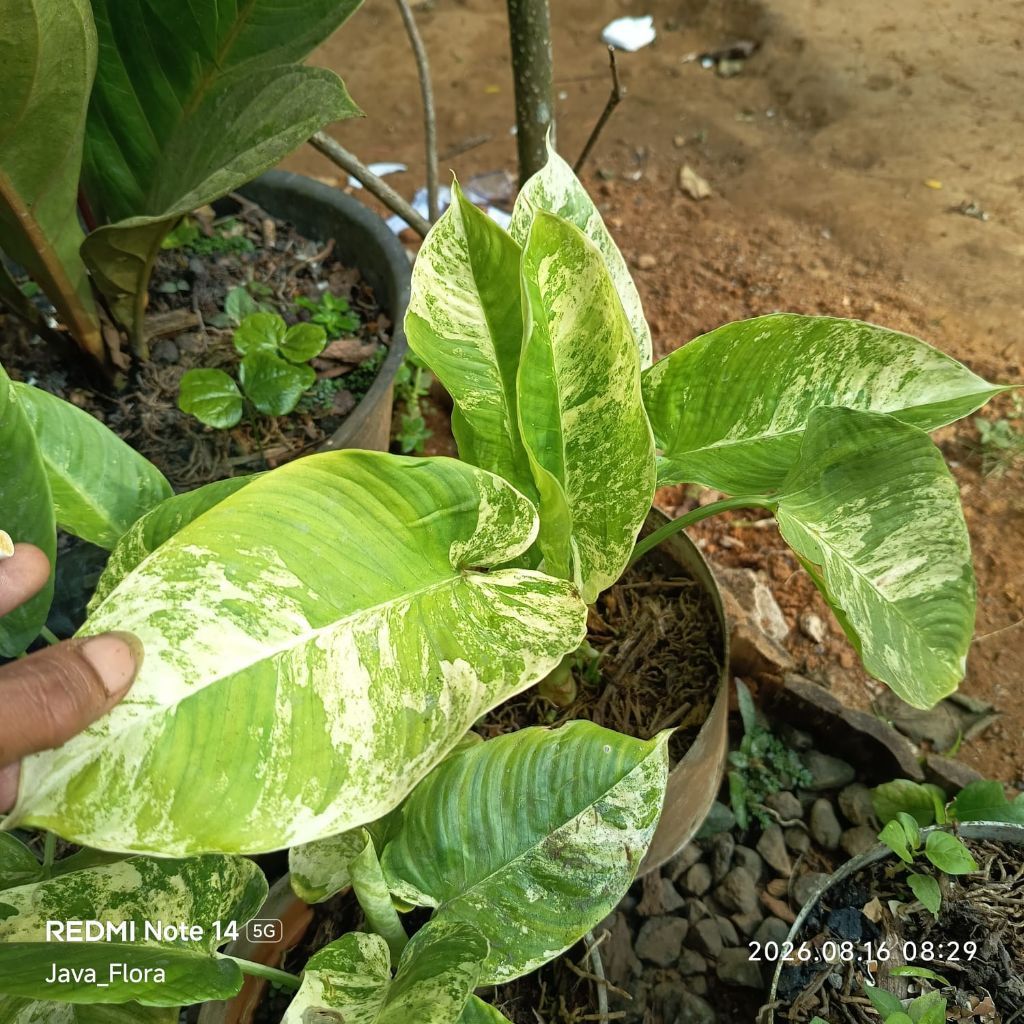 Tanaman hias homalomena sp varigata