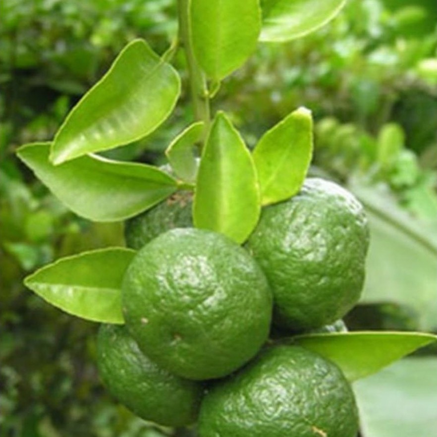 Jeruk Limau 1KG Jeruk Limo,kasih,catatan,kecil,sedang,gede,campur