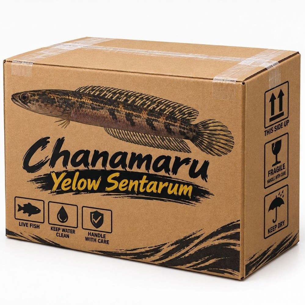 box channa maru yellow Sentarum simet