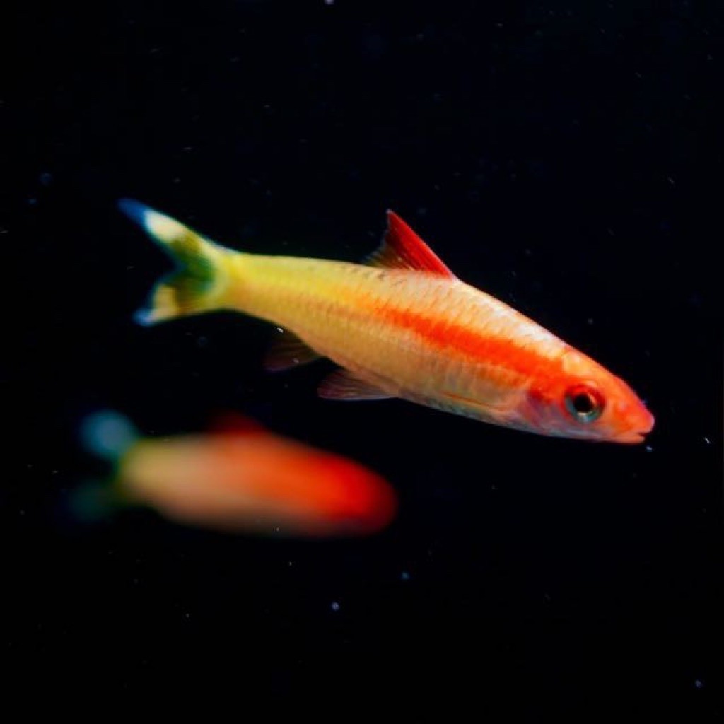 IKAN HIAS PUNTIUS DENISONI GOLDEN TAMPILAN MENAWAN IDEAL UNTUK AQUASCAPE SIZE 4-5 CM