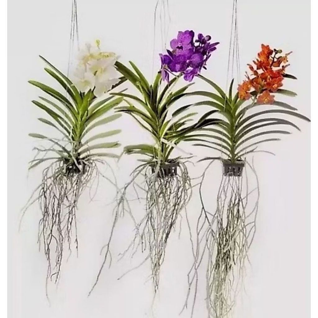 ANAKKAN ANGGREK VANDA satu pcs isi 3 warna anggrek vanda mini