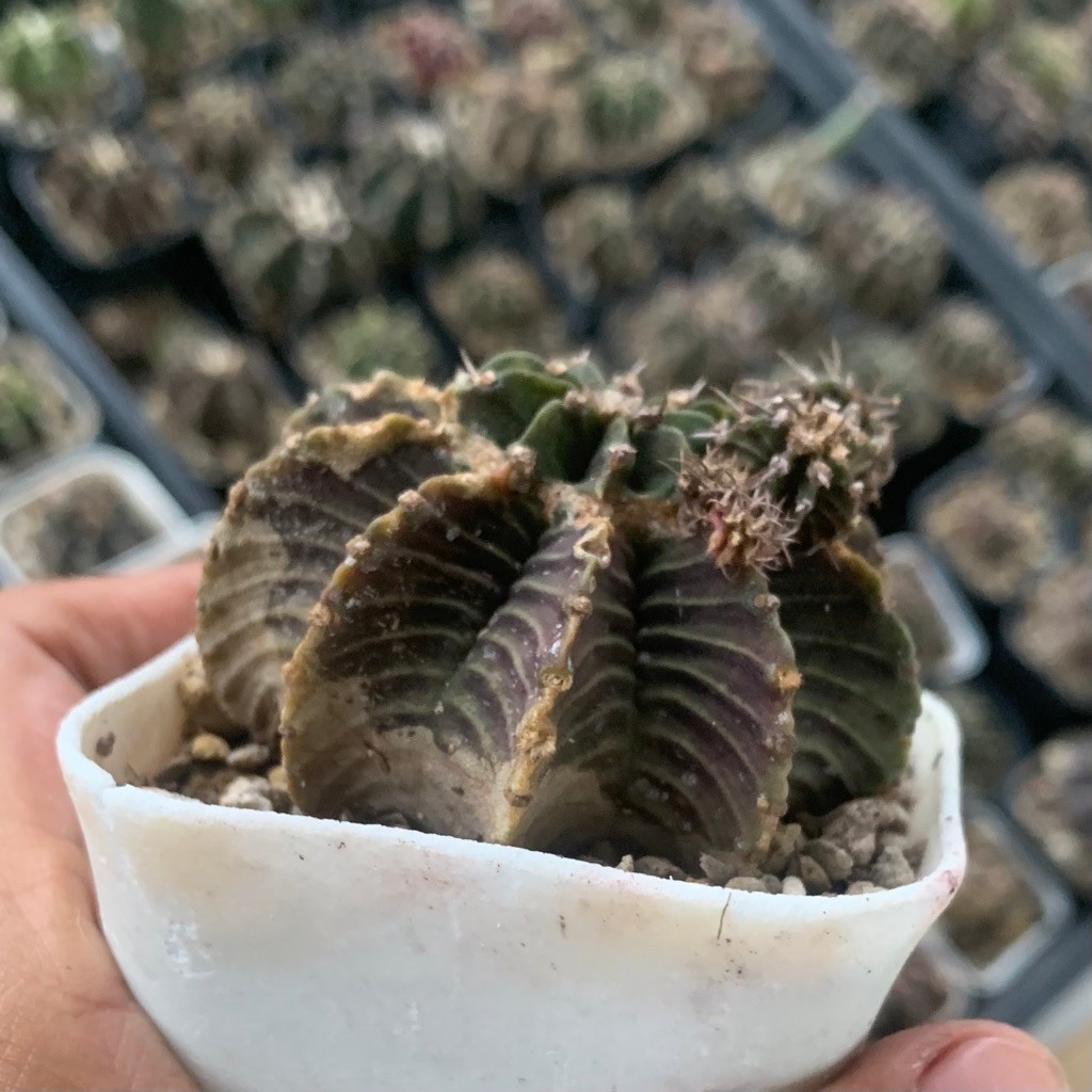 hq61 Gymnocalycium LB kaktus gymno rare black skin original ori kaktus tanaman hias langka indah hid