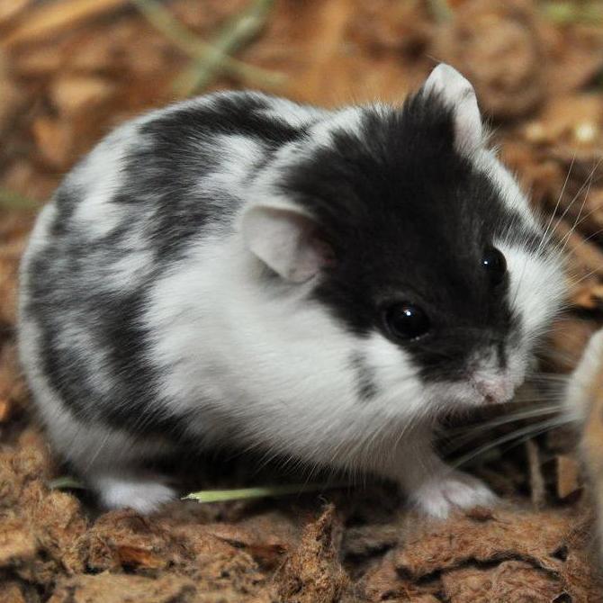 Hamster Campbell Panda
