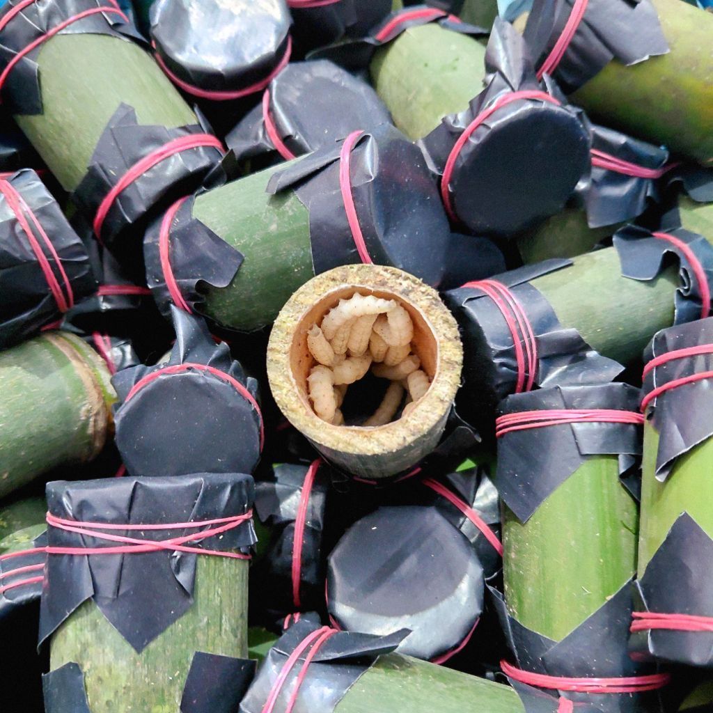 Umpan Pancing/Pakan Burung Ulat Bambu isi 20