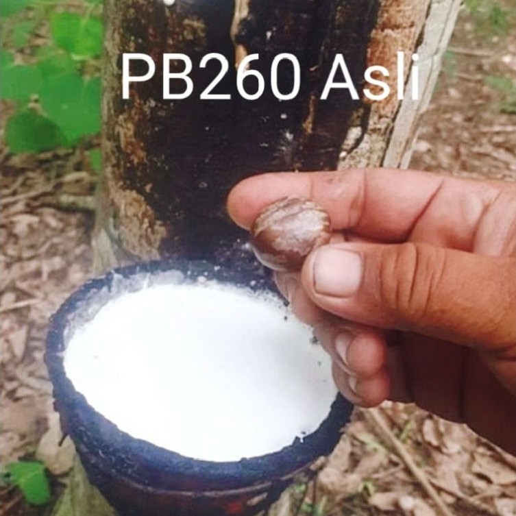 Biji Bibit Karet PB 260 Asli Unggul 250 Biji