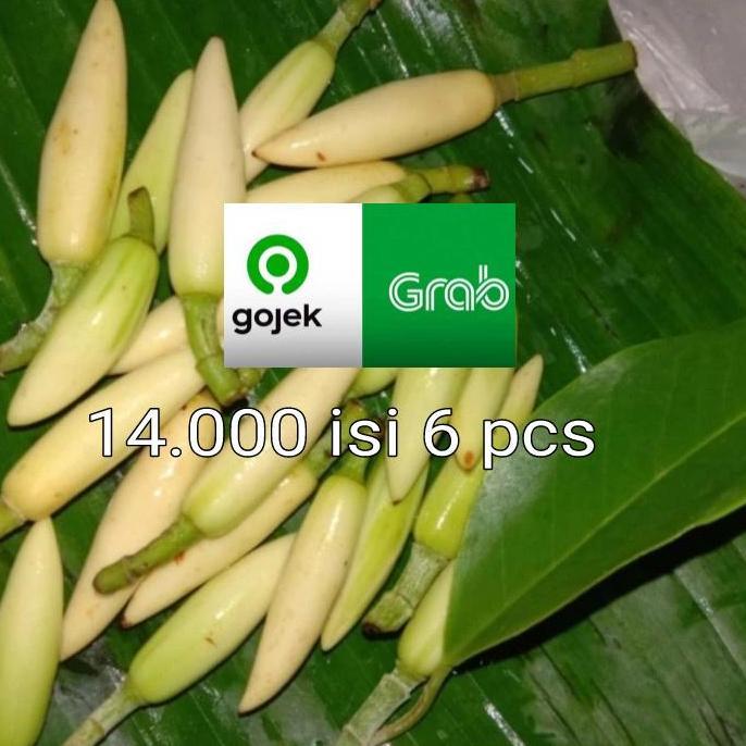 Buck- Kembang Kantil Putih / Kantil Kuncup Isi 4 Pcs / Kembang Cempaka