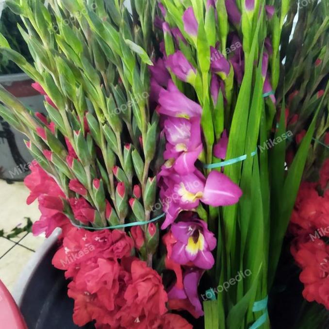 Buck- Bunga Gladiol Fresh