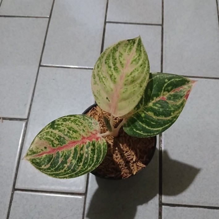 aglaonema anakan moonglith