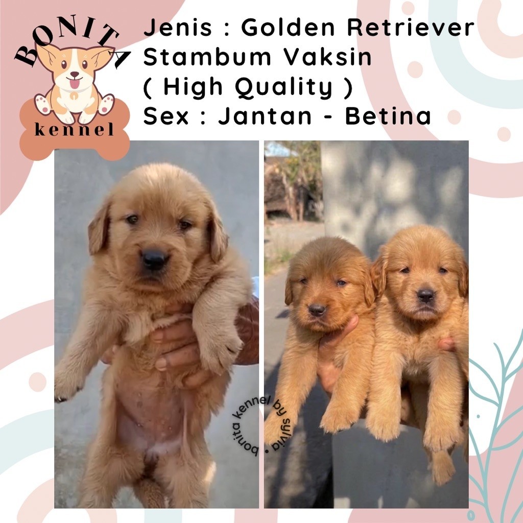 Golden Retriever Stambum Anak Anjing Golden Jantan Betina