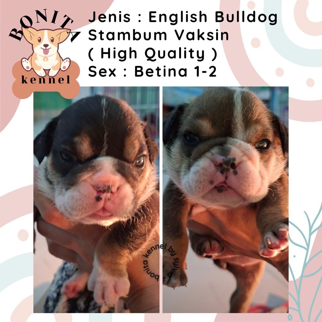 English Bulldog Stambum Anjing English Bulldog Jantan Betina