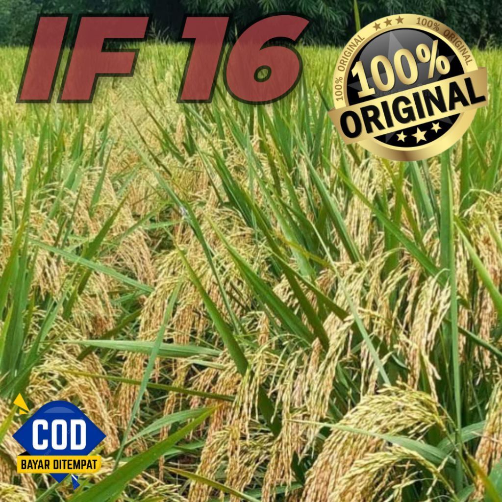 Bisa COD Bibit Benih Padi IF 16 Berkualitas Super Premium Kemasan Produk 5kg